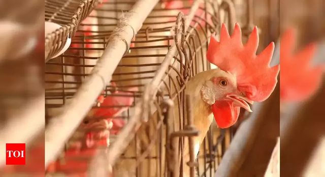 Maize and soy, part of chicken feed, see price dip due to bird flu