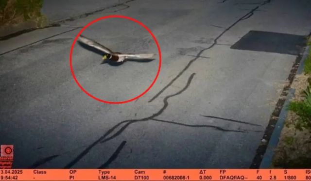 O rață care a depășit limita legală de viteză în Elveția e recidivistă. Poliția a publicat fotografia surprinsă de radar
