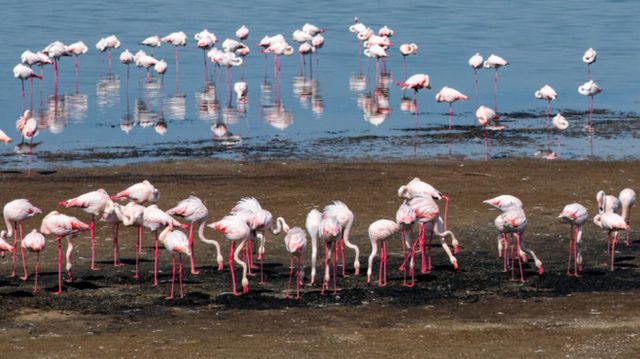 „La Odesa s-a petrecut un miracol”. Peste 1.000 de flamingo roz au ajuns in Ucraina devastata de razboi