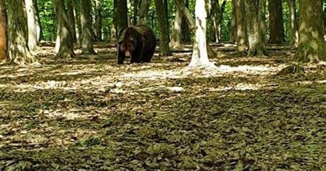 Un urs care a omorat doi caini in Alba a fost prins si dus in Muntii Sureanu