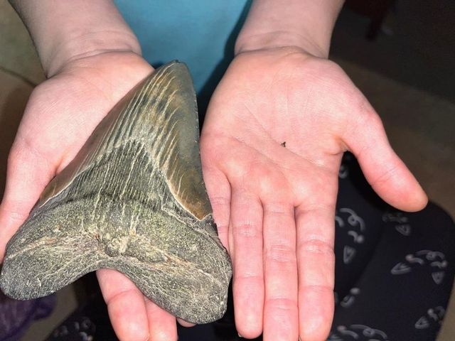 Una bambina di 9 anni trova un dente di squalo megalodonte su una spiaggia del Maryland
