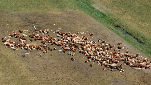 Megmenekül a leöléstől a szabadon kóborló lengyel tehéncsorda