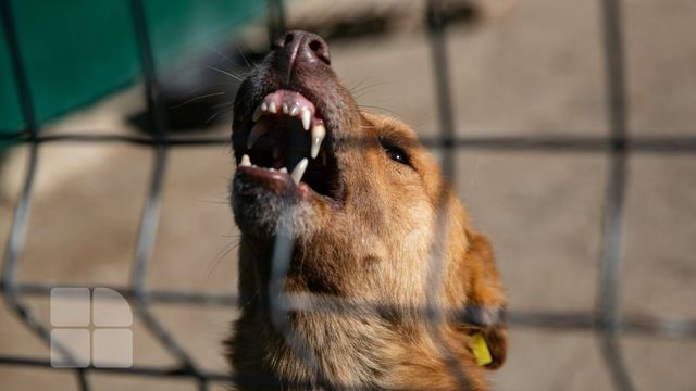 Caz de rabie la un câine din raionul Fălești