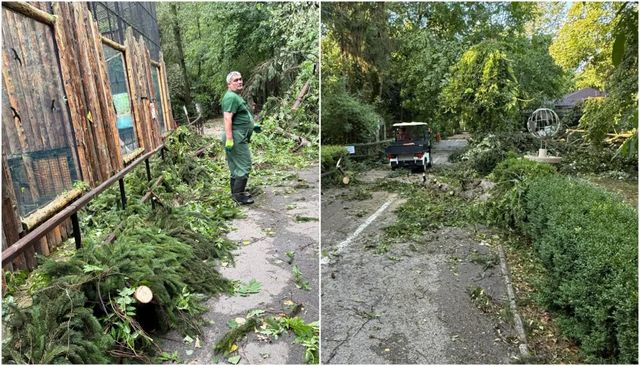 Grădina Zoologică din București, închisă temporar din cauza furtunii