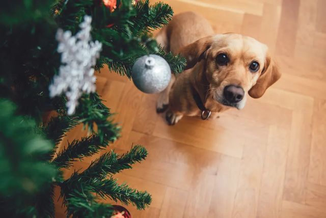 Familie din Banat, salvată de propriul câine de la o adevărată tragedie în noaptea de Crăciun