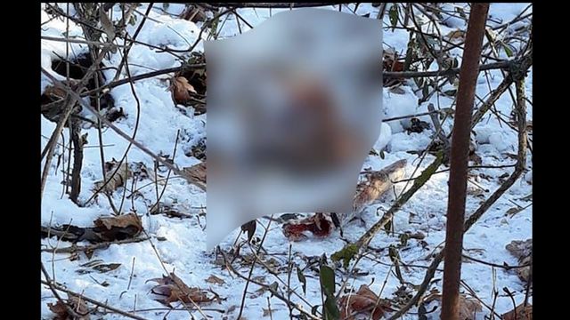 Craniul găsit în pădurea din sectorul Ciocana al Capitalei ar aparține unui bărbat