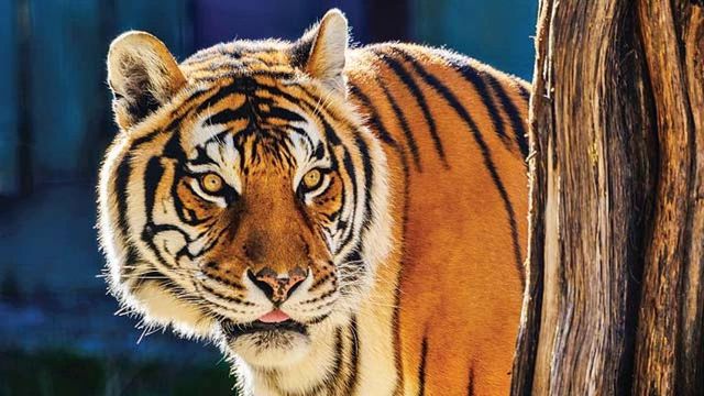Tiger kills and eats tigress in territorial fight