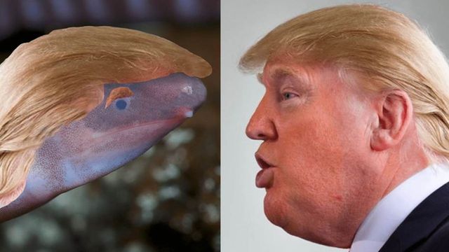 Blind, Sand-Burrowing Creature Named After Donald Trump