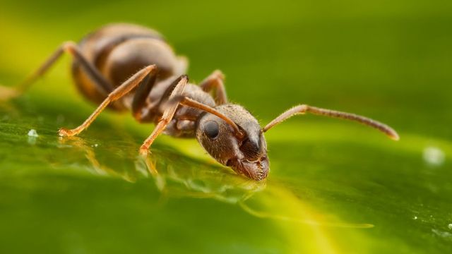 Húszbillió is lehet a Földön élő hangyák száma