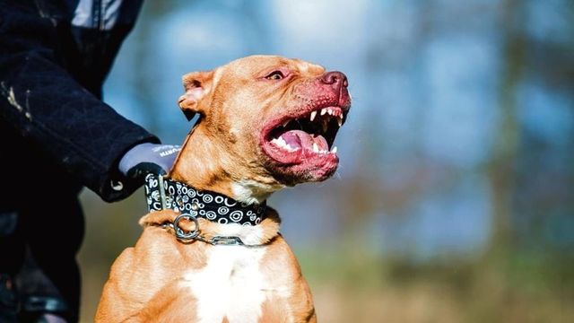 Centre Proposes Ban on Import, Breeding, Selling of 'Ferocious' Dog Breeds
