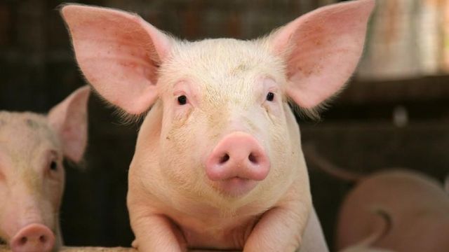 România va primi de la Comisia Europeană peste 34 de milioane euro pentru a combate pesta porcină, care afectează 18 județe