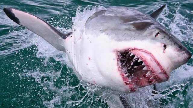 Australia, squalo attacca e uccide un 17enne