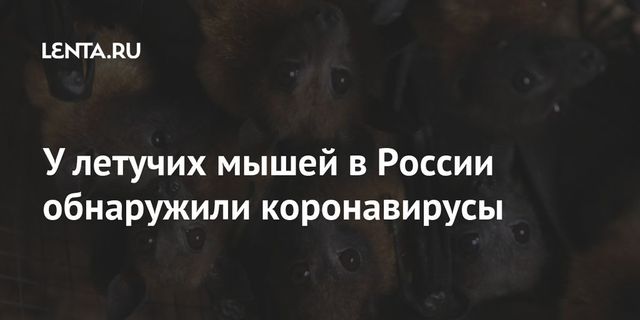 Роспотребнадзор выявил коронавирусы у летучих мышей в России