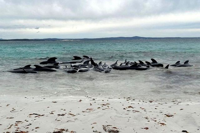 Una cinquantina di balene si sono spiaggiate in Australia