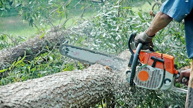 Ministrul Mediului face miercuri un control personal pentru a evalua tăierile de arbori din Pădurea Băneasa