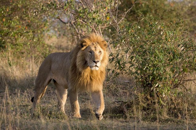 Un leone scappa dal circo a Ladispoli e si scatena il panico