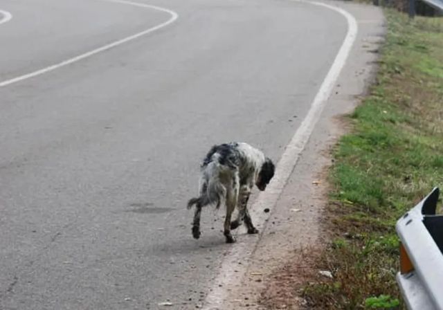 Alarma en las carreteras: Casi 1.900 perros mueren atropellados cada verano