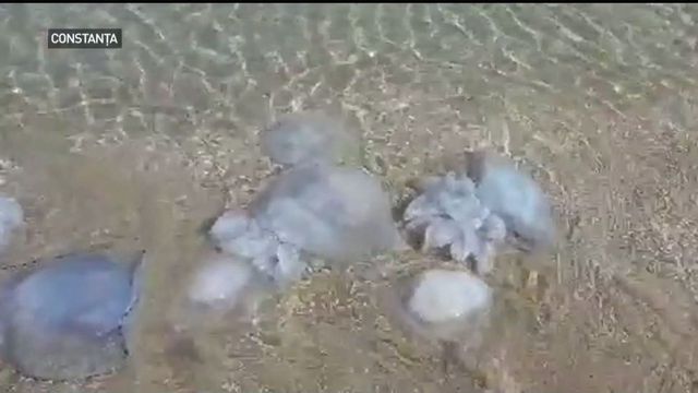 Invazie de meduze albastre în Marea Neagră