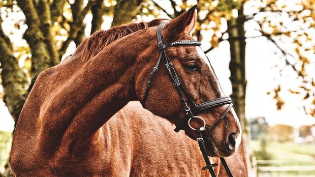 Un băiat de 14 ani a ajuns de urgență la spital după ce a fost lovit de cal, în Vaslui