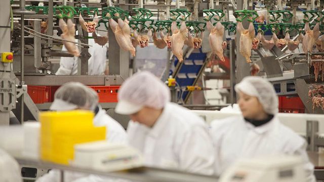 Do Česka se za poslední měsíc dostalo 16 tun polského drůbežího se salmonelou, všechno se nejspíš snědlo