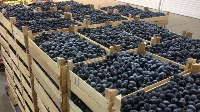 Россия вернула две большие партии винограда и молдавских слив, которые были заражены вредителями