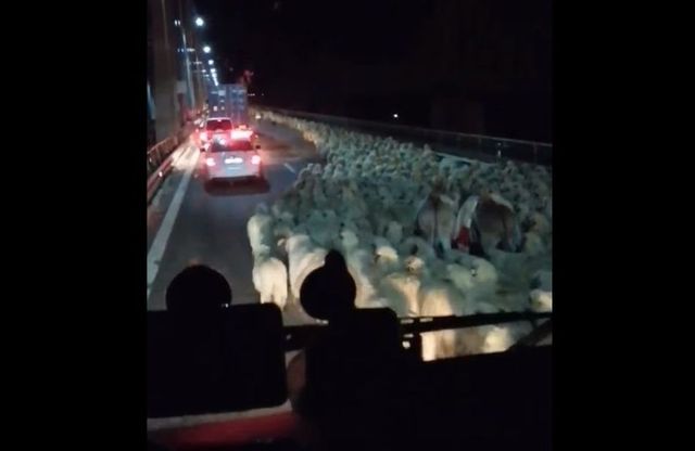 Autostrada Soarelui blocată pe o bandă, la Cernavodă, de ciobani care au trecut podul cu sute de oi