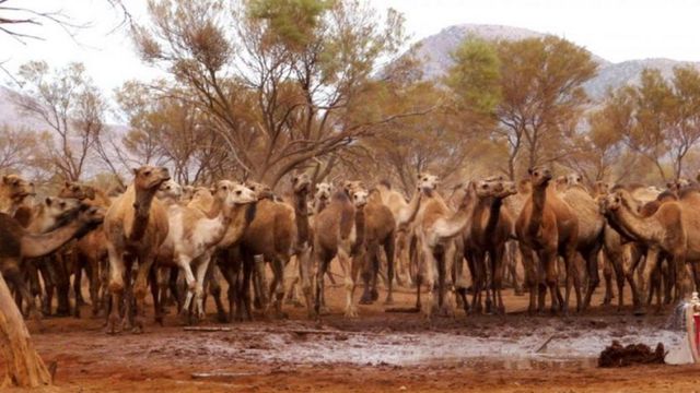 In Australia autoritațile vor impușca 10 mii de camile pentru ca beau prea multa apa in zona afectata de seceta