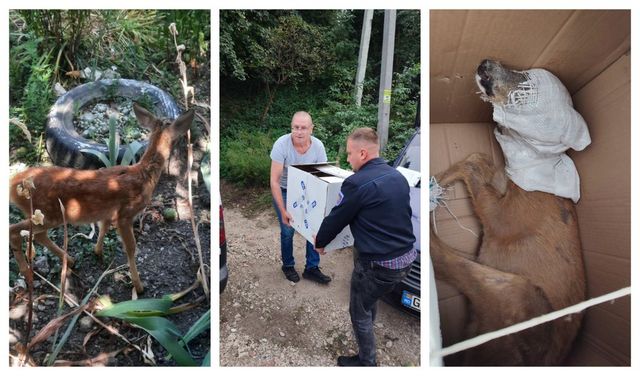 Doi pui de căprioară, ținuți în captivitate într-o gospodărie din Râșcani, au fost eliberați de inspectorii de mediu