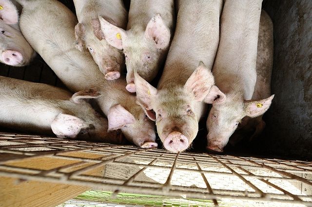 В Молдове ликвидированы все очаги вспышки африканской чумы свиней