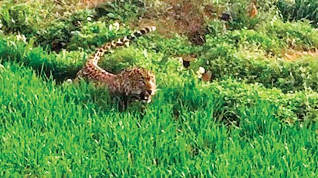 Leopard spotted, captured in Greater Noida village