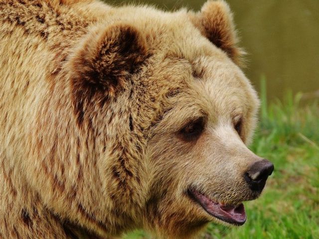 Заснеха мечка с две мечета под Рилския манастир
