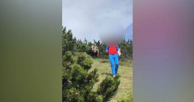 Trentino, orso spunta dai cespugli e segue il bambino: lui mantiene la calma e si salva