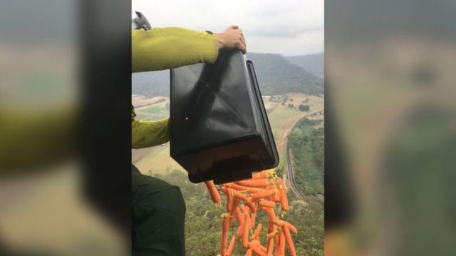 Australia aruncă o tonă de legume din elicopter pentru animalele care au supraviețuit incendiului
