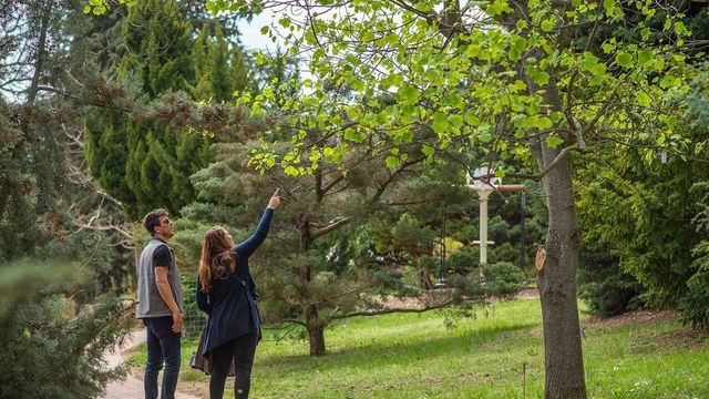 Hazánk nevezetes fáit bemutató kiállítás nyílik a badacsonyörsi Folly Arborétumban