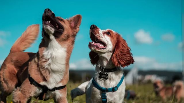 Obligaciones, prohibiciones y sanciones que entran ya en vigor con la nueva Ley de Bienestar Animal