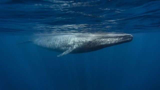 Rekordszámú kék bálna gyűlt össze a Déli-Georgia szigetnél