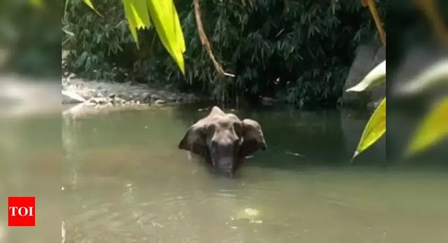 Pregnant wild elephant dies after cracker filled pineapple explodes in her mouth