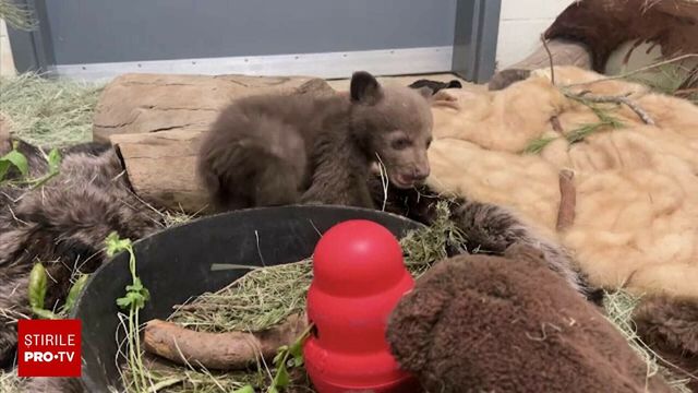 Ce s-a decis cu privire la cei trei pui de urs rămași orfani după ce mama lor a fost împușcată pe Transfăgărășan