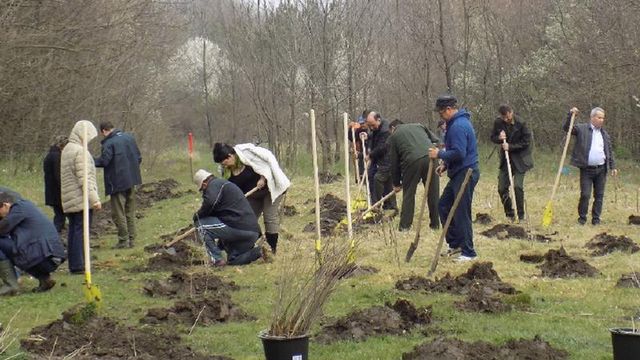 Campania de plantare a arborilor în Chișinău, amânată din cauza ploii