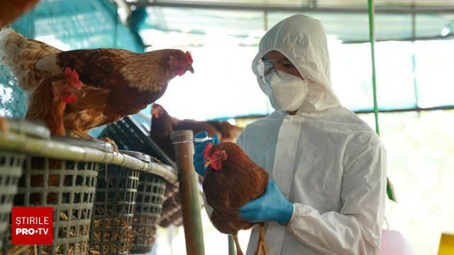 Peste 400.000 de păsări sacrificate din cauza focarelor de gripă aviară, în Germania