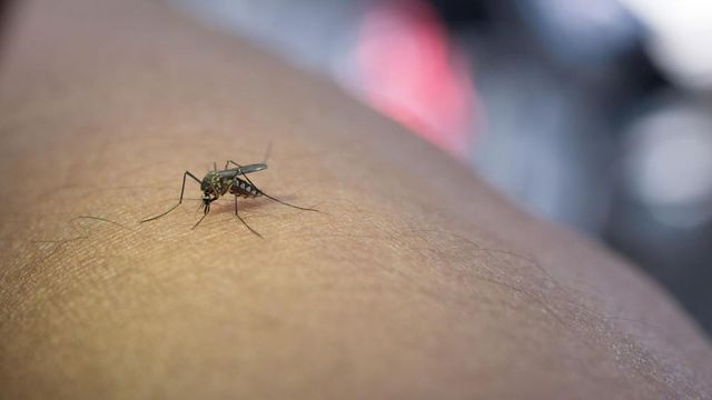 Muere un hombre de 77 años por fiebre del Nilo en Extremadura