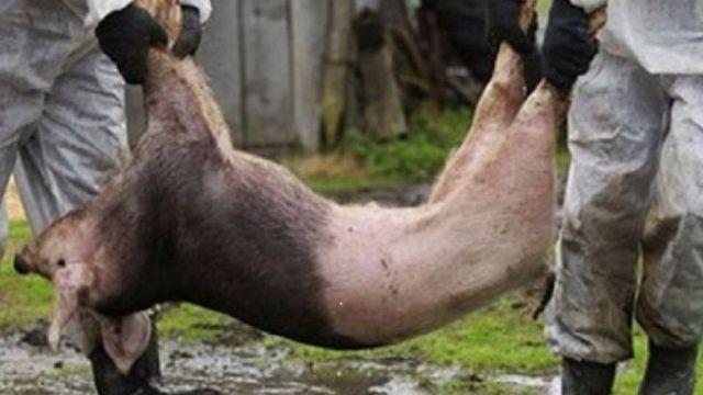 Подтверждены две новые вспышки африканской чумы свиней в Кагульском районе