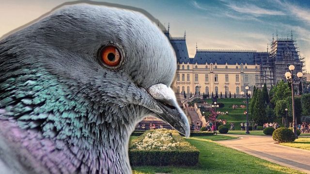 Dosar penal la Iași după ce o femeie ar fi prins și mâncat un porumbel