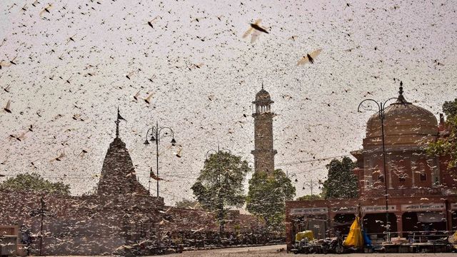 Delhi Issues Advisory To Deal with Locust Attack Threat