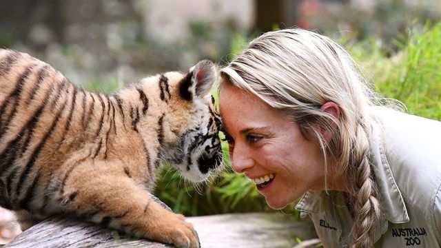 Fürdőkádban akart felnevelni két tigriskölyköt egy nő Ausztriában