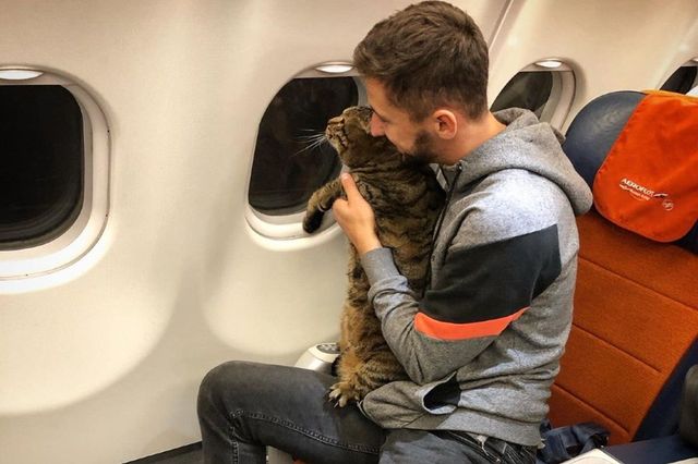 Cum a reușit o pisică foarte grasă să se îmbarce în avion