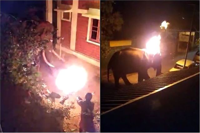 Elephant Dies After Being Set on Fire by Tamil Nadu Resort Workers, Horrific Act Caught on Camera