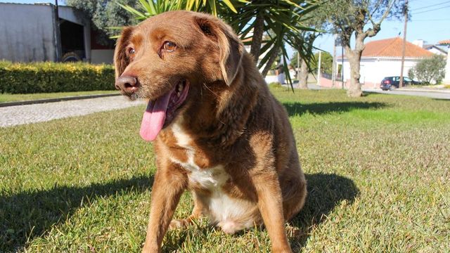 Bobi, World's Oldest Dog Ever, Dies At Age 31