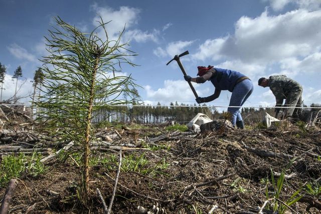 Den za obnovu lesa má zmírnit následky kůrovcové kalamity