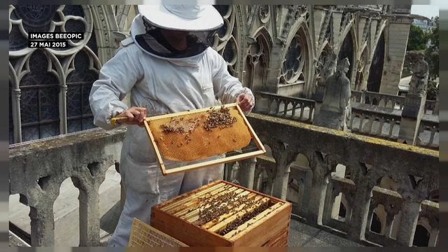 Нотр-Дам накрывают брезентом